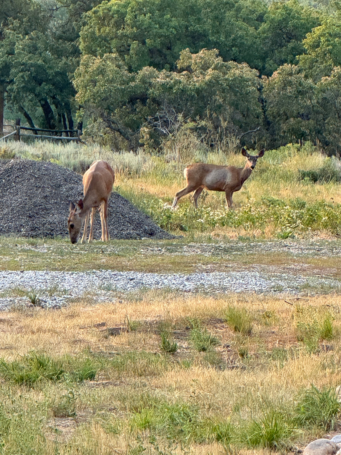 CAUSEY ESTATES - Residential