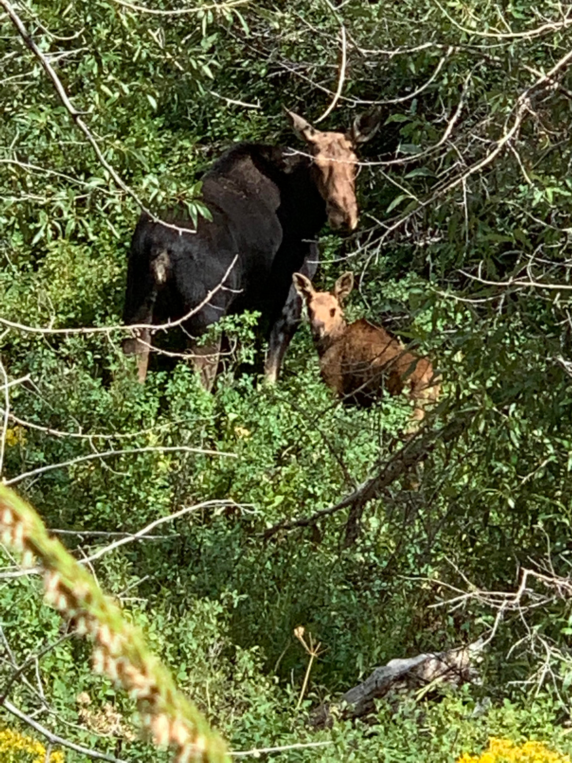 CAUSEY ESTATES - Residential