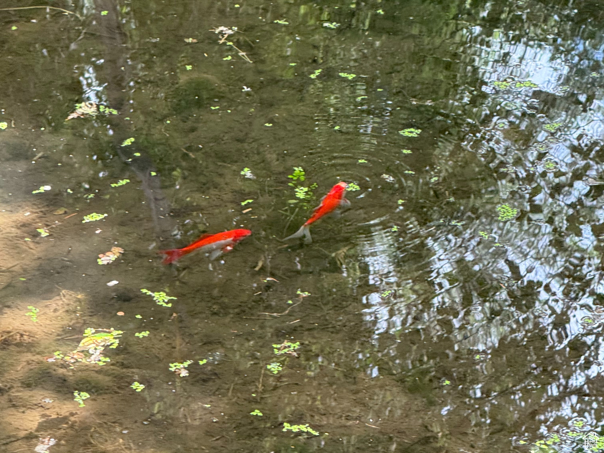 TEMPLE SPRINGS - Residential