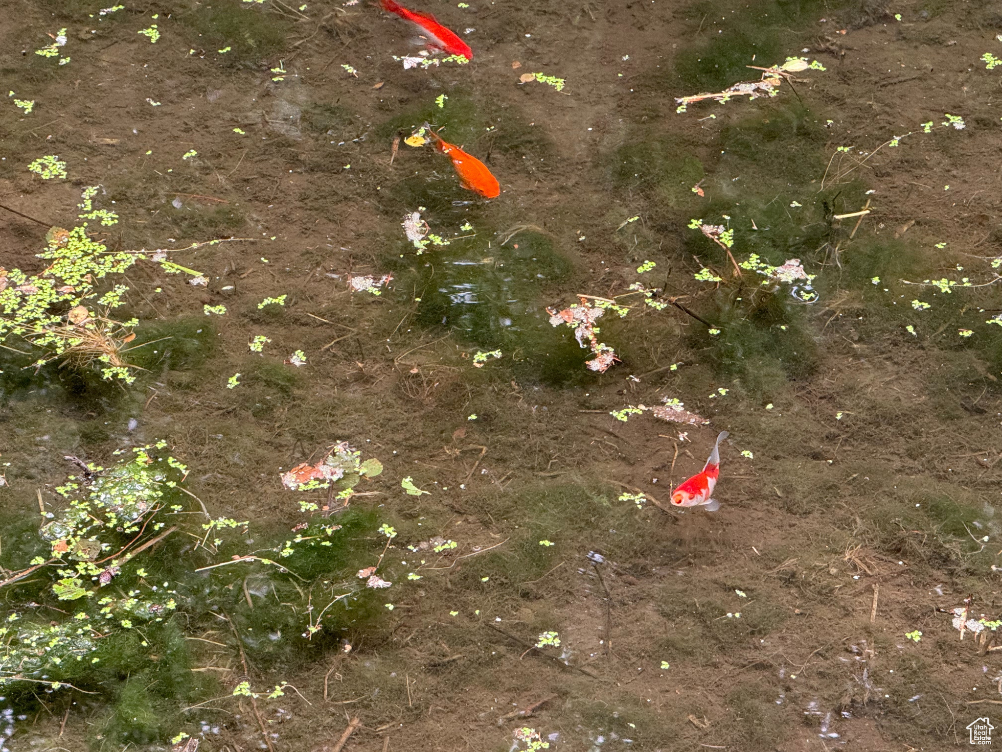 TEMPLE SPRINGS - Residential