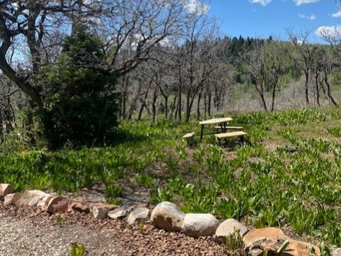 FOREST MEADOW RANCH - Residential