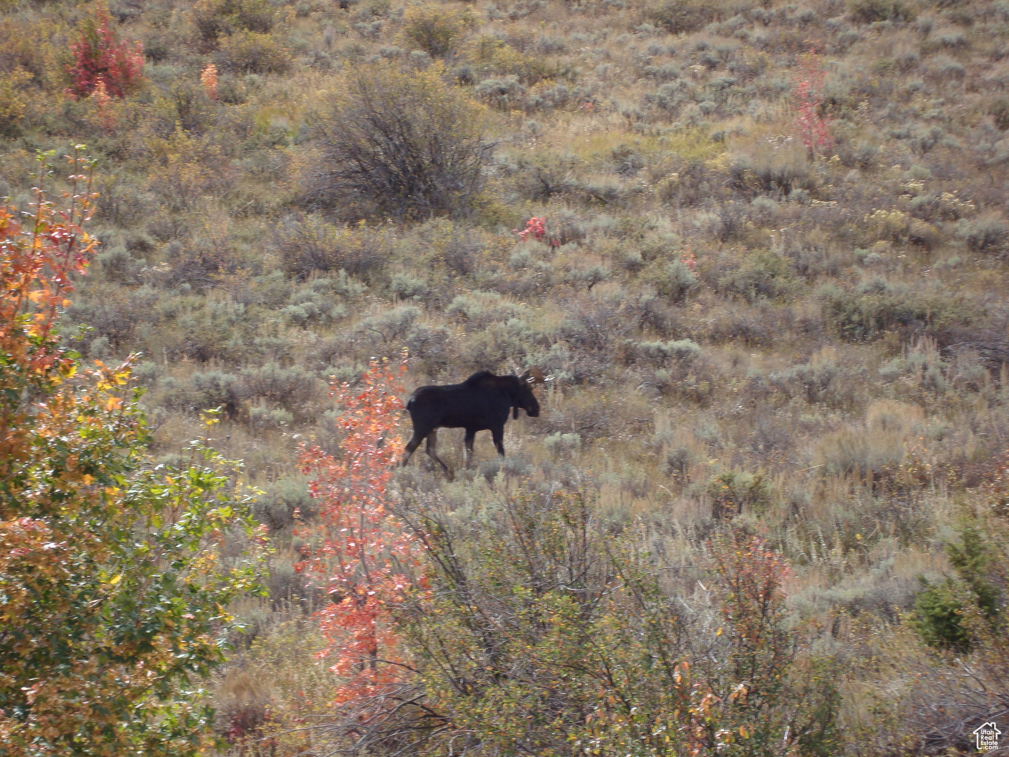 ELKS RIDGE SUB - Land