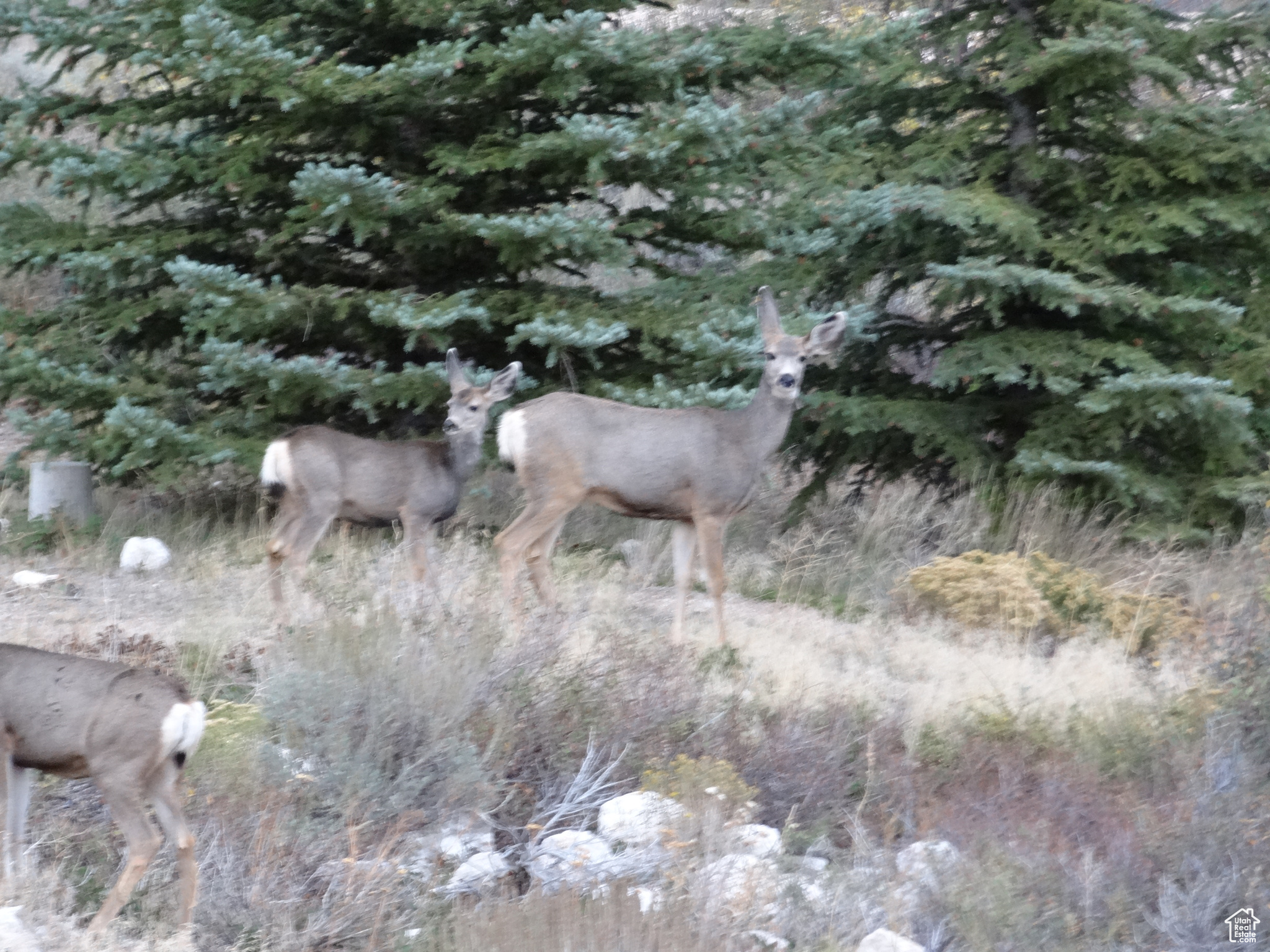 ELKS RIDGE SUB - Land