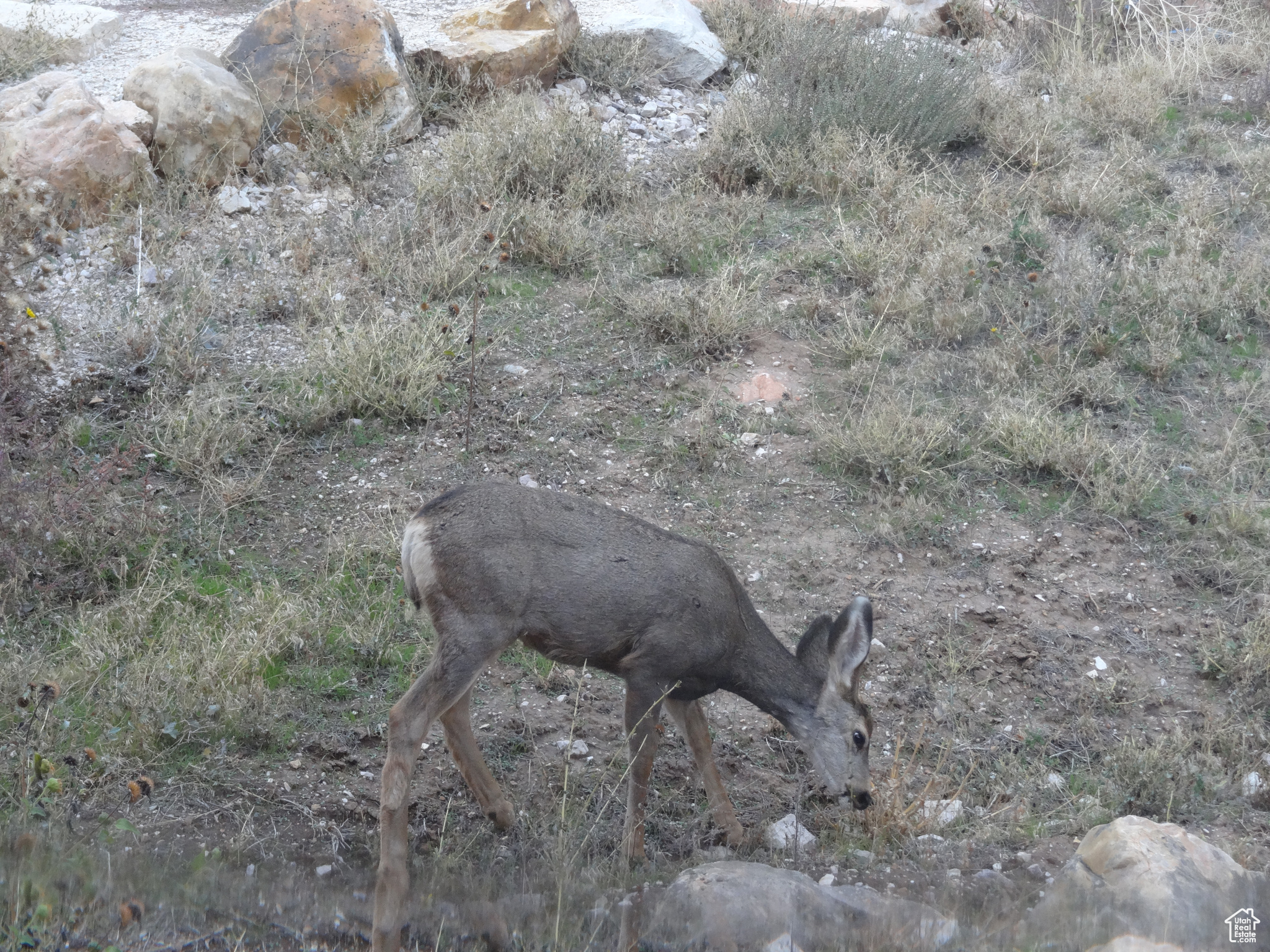 ELKS RIDGE SUB - Land
