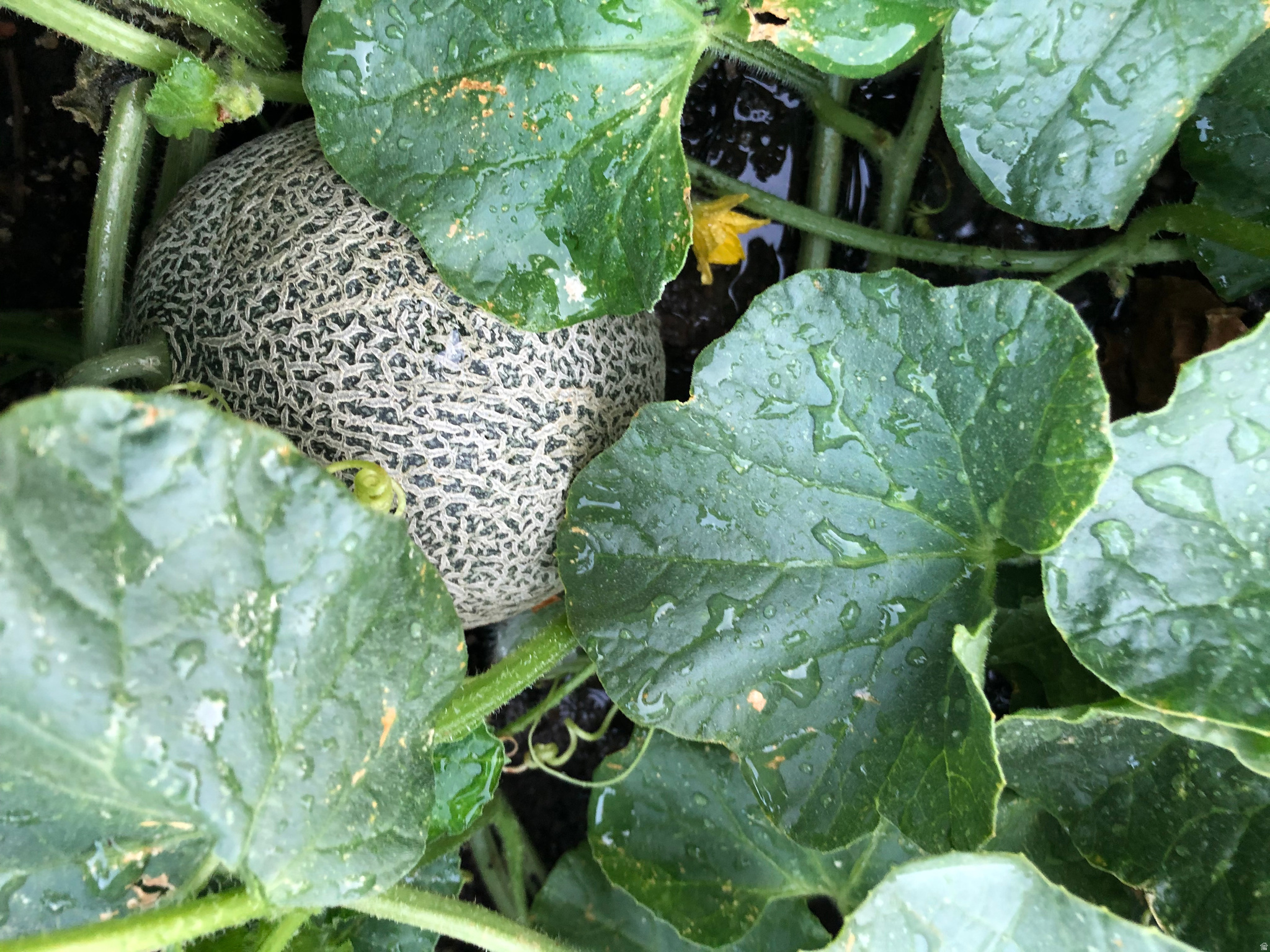 SOUTH JORDAN ESTATES - Residential