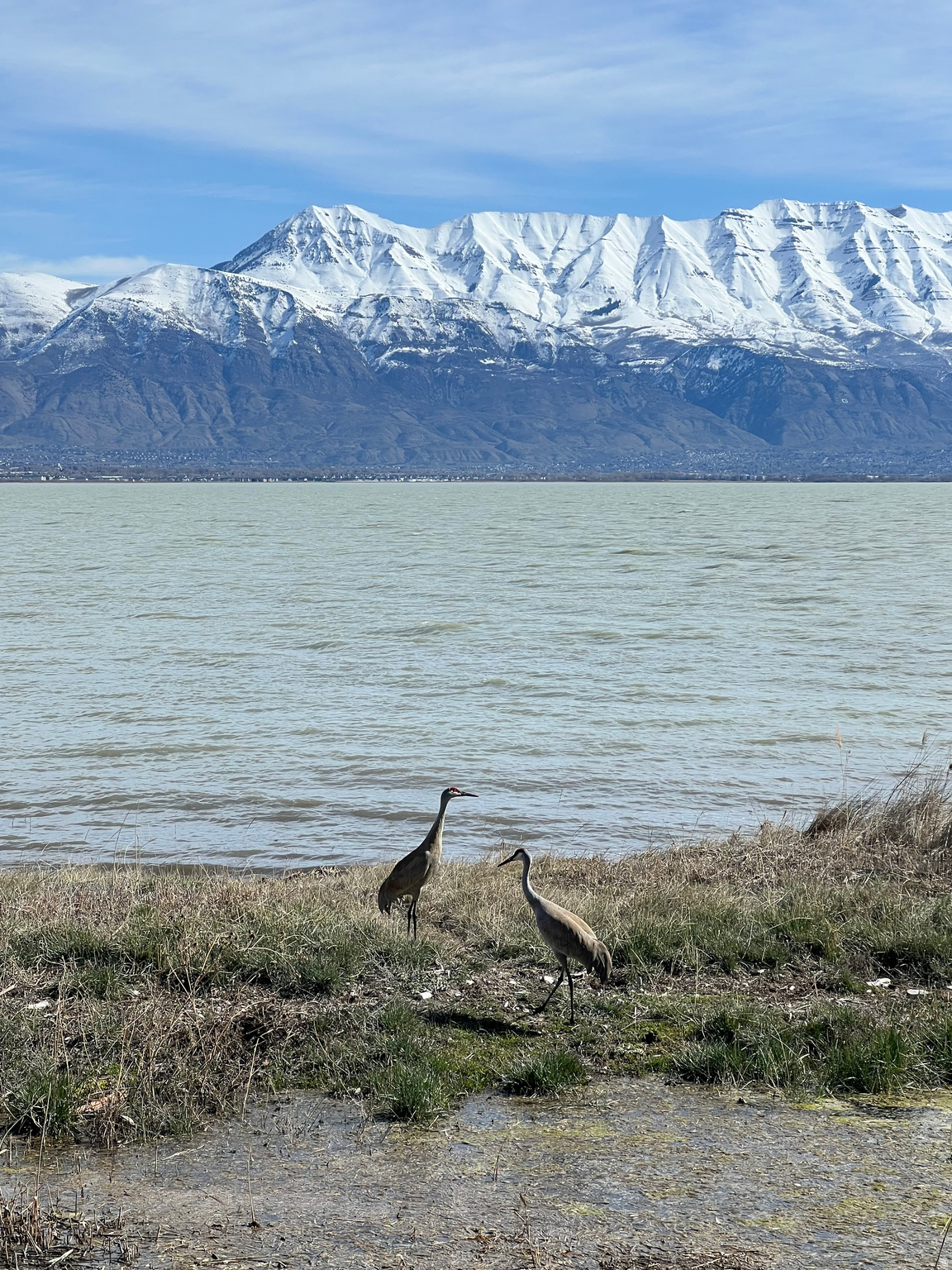 MALLARD BAY - Residential