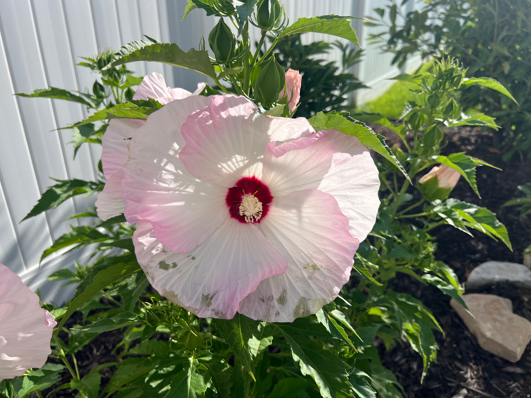 MALLARD BAY - Residential