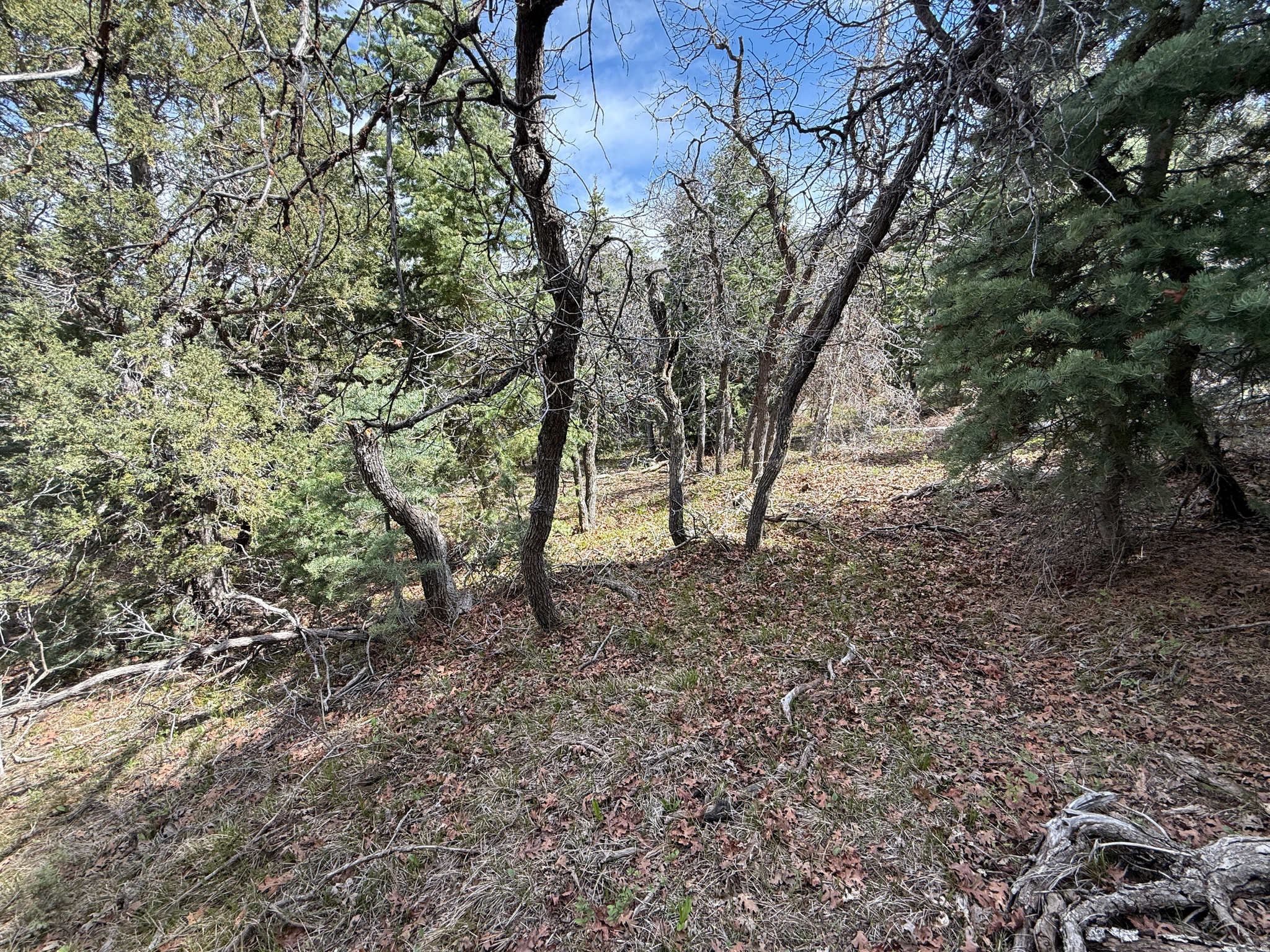 PINE CREEK RANCH - Land