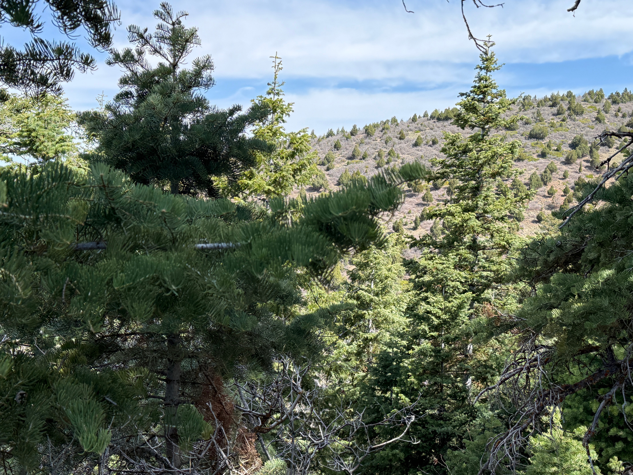 PINE CREEK RANCH - Land