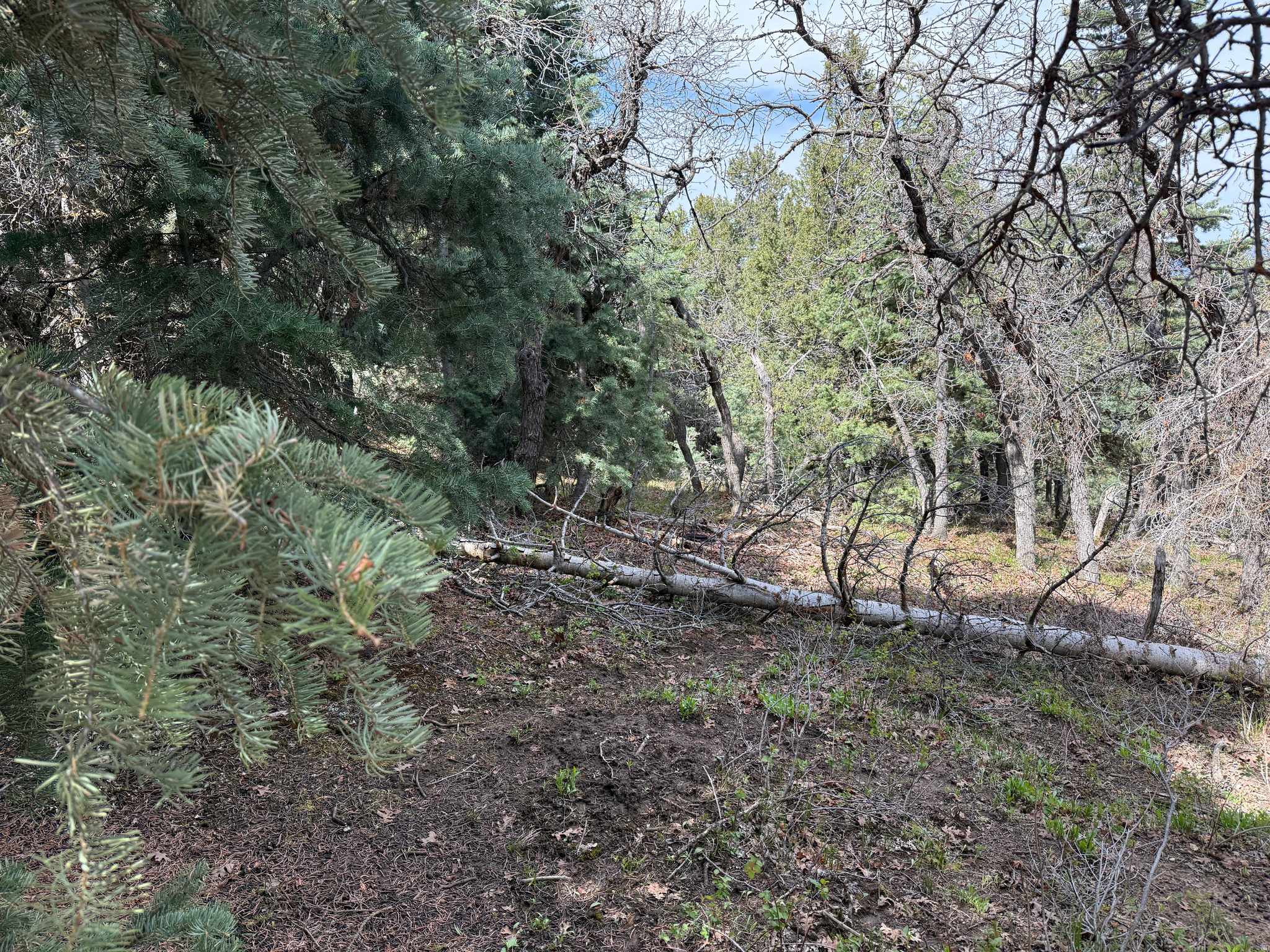 PINE CREEK RANCH - Land