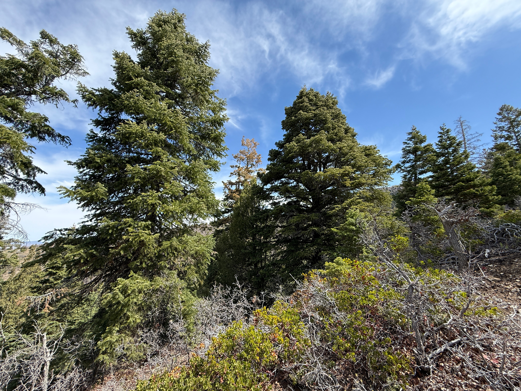 PINE CREEK RANCH - Land