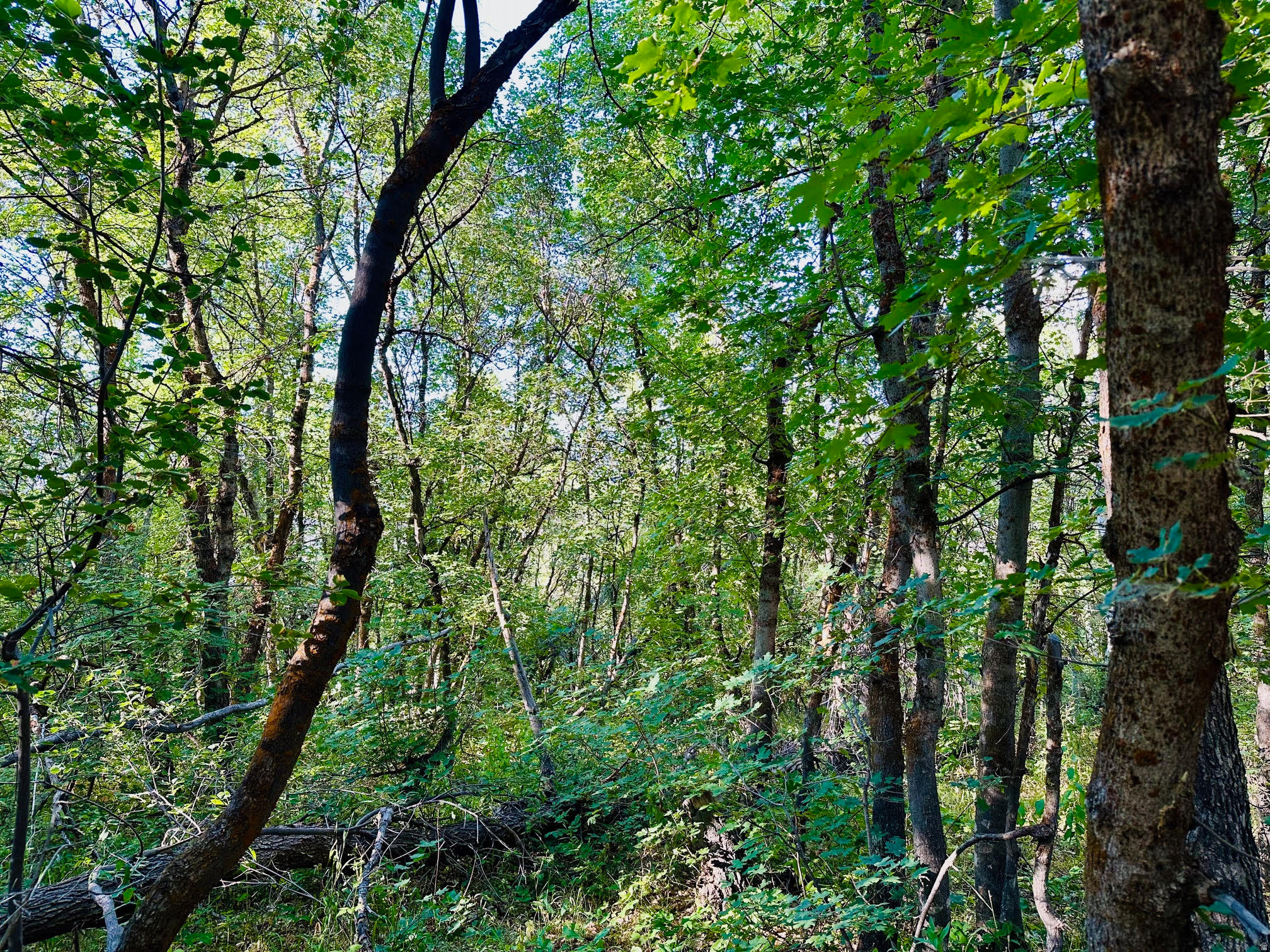 WOODLAND ESTATES PLAT A - Land