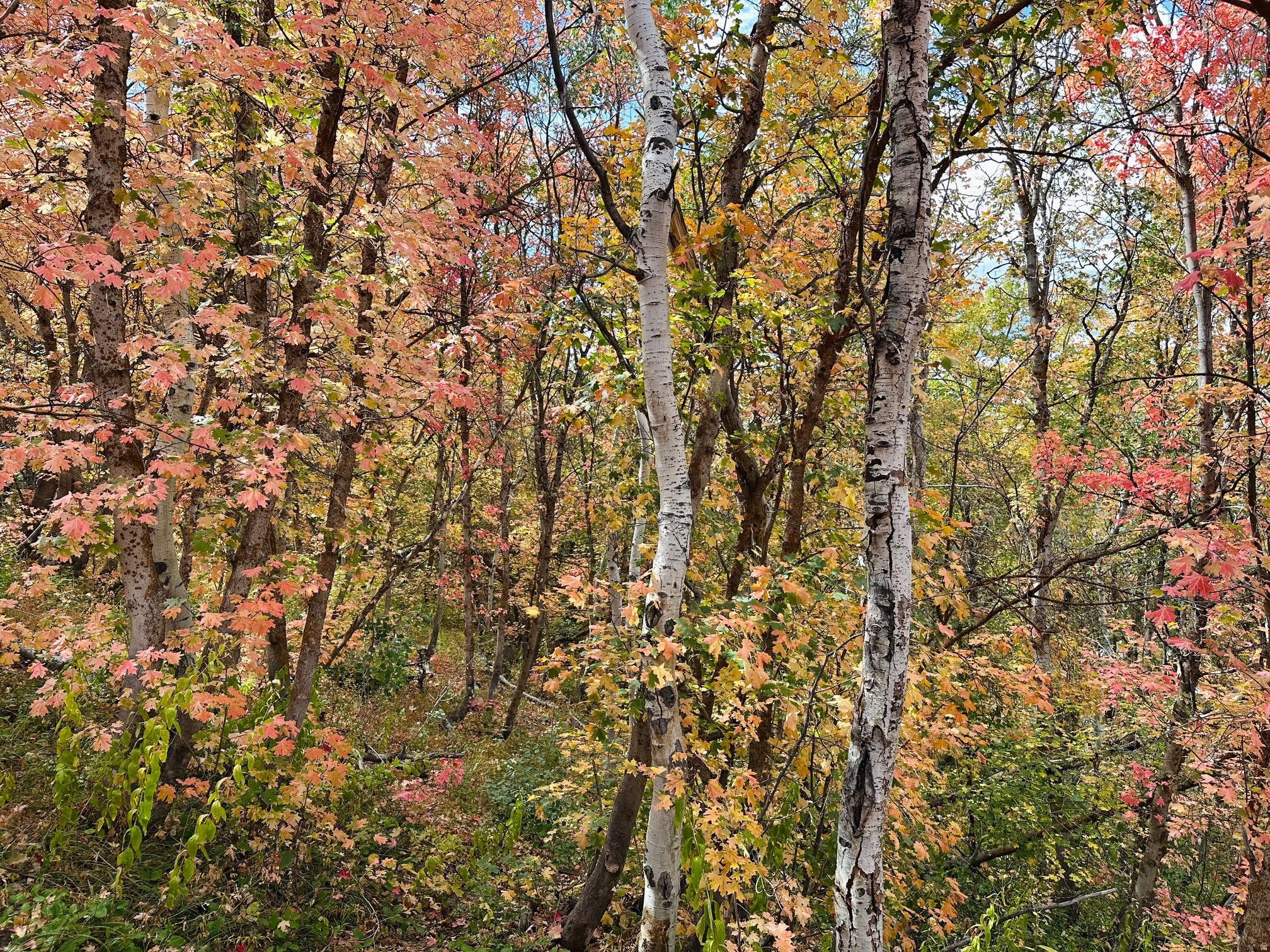 WOODLAND ESTATES PLAT A - Land