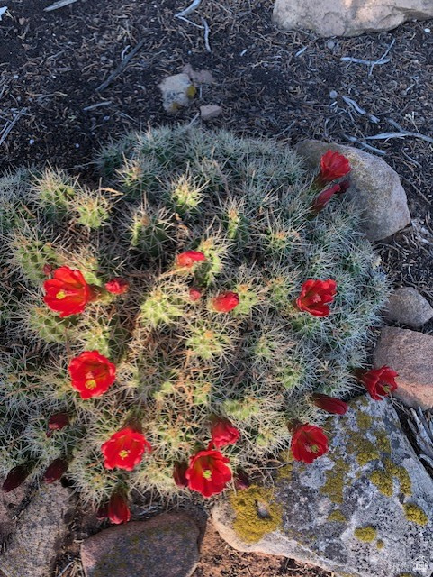 Monticello, Utah 84535, United States, ,Land,Active,140724