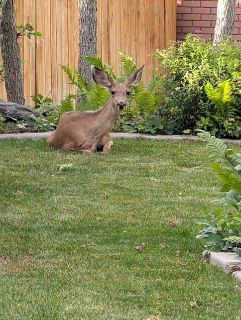 Tiny photo for 2148 S CAROLYN WAY, Bountiful, UT 84010 (MLS # 2169990)