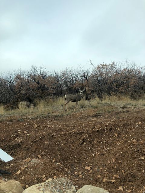 Tiny photo for 131 S MEADOW DR E #20, Springville, UT 84663 (MLS # 2137893)