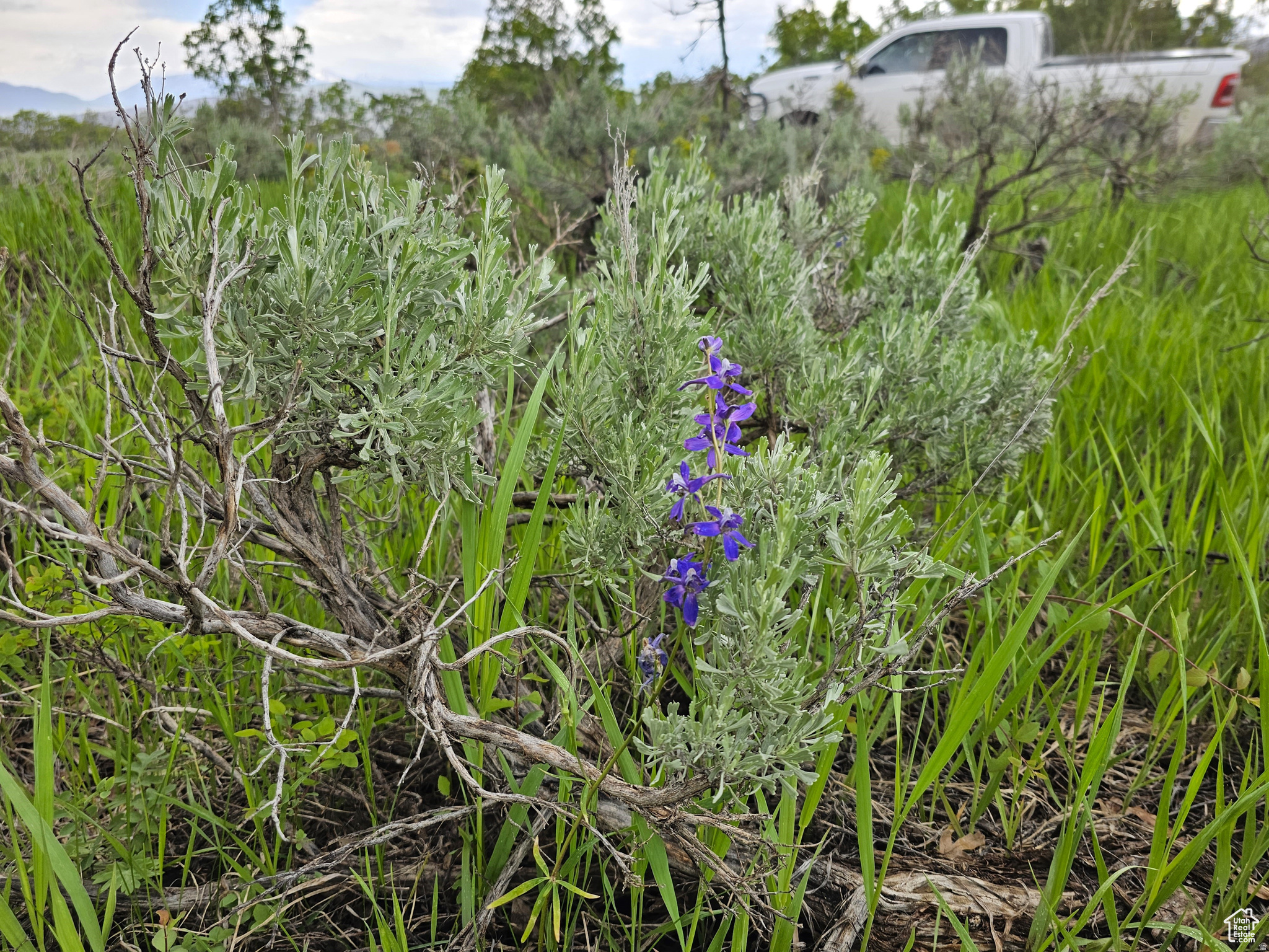 SKYLINE ACRES - Land