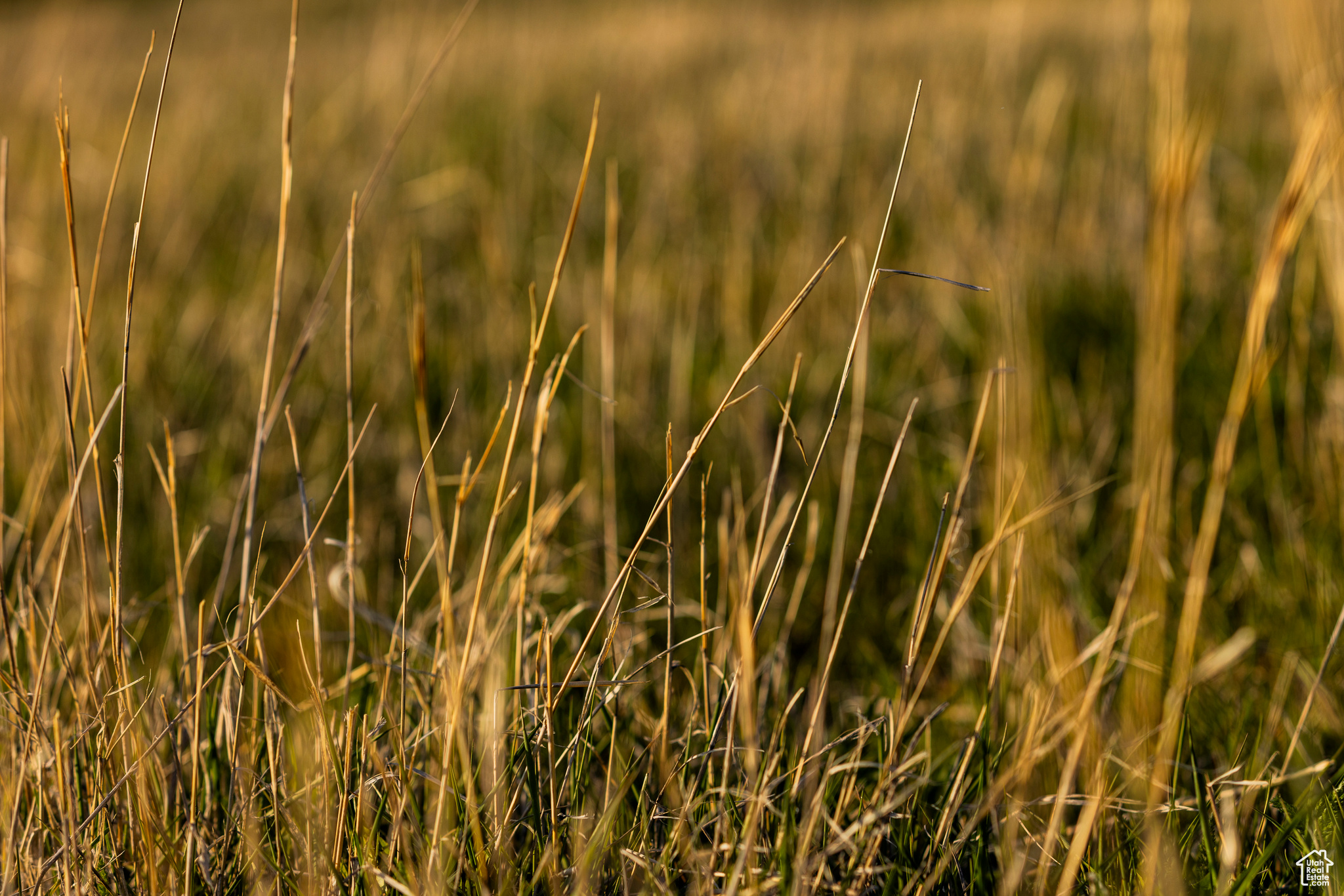 NORTH BENCH FARMS - Land