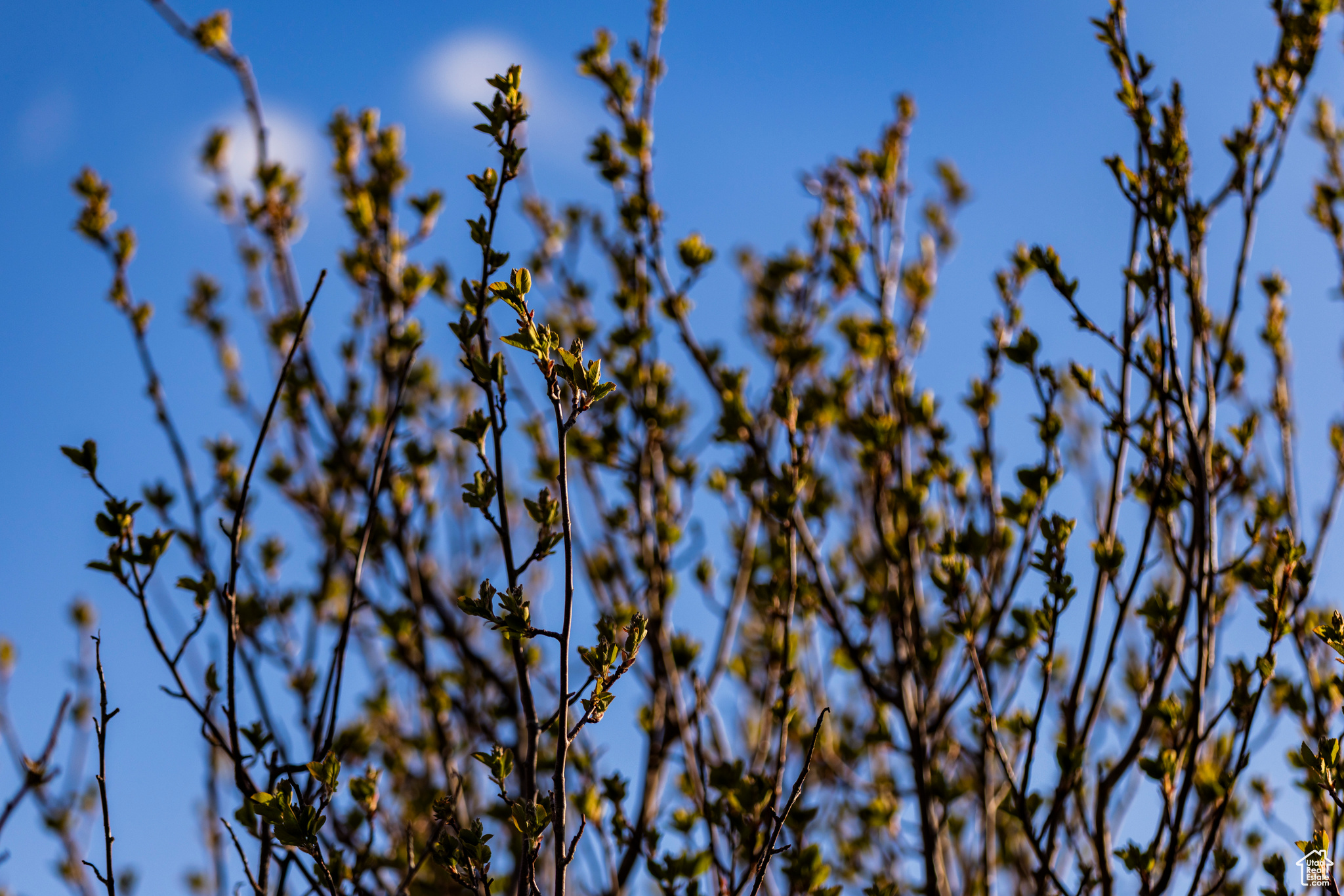 NORTH BENCH FARMS - Land