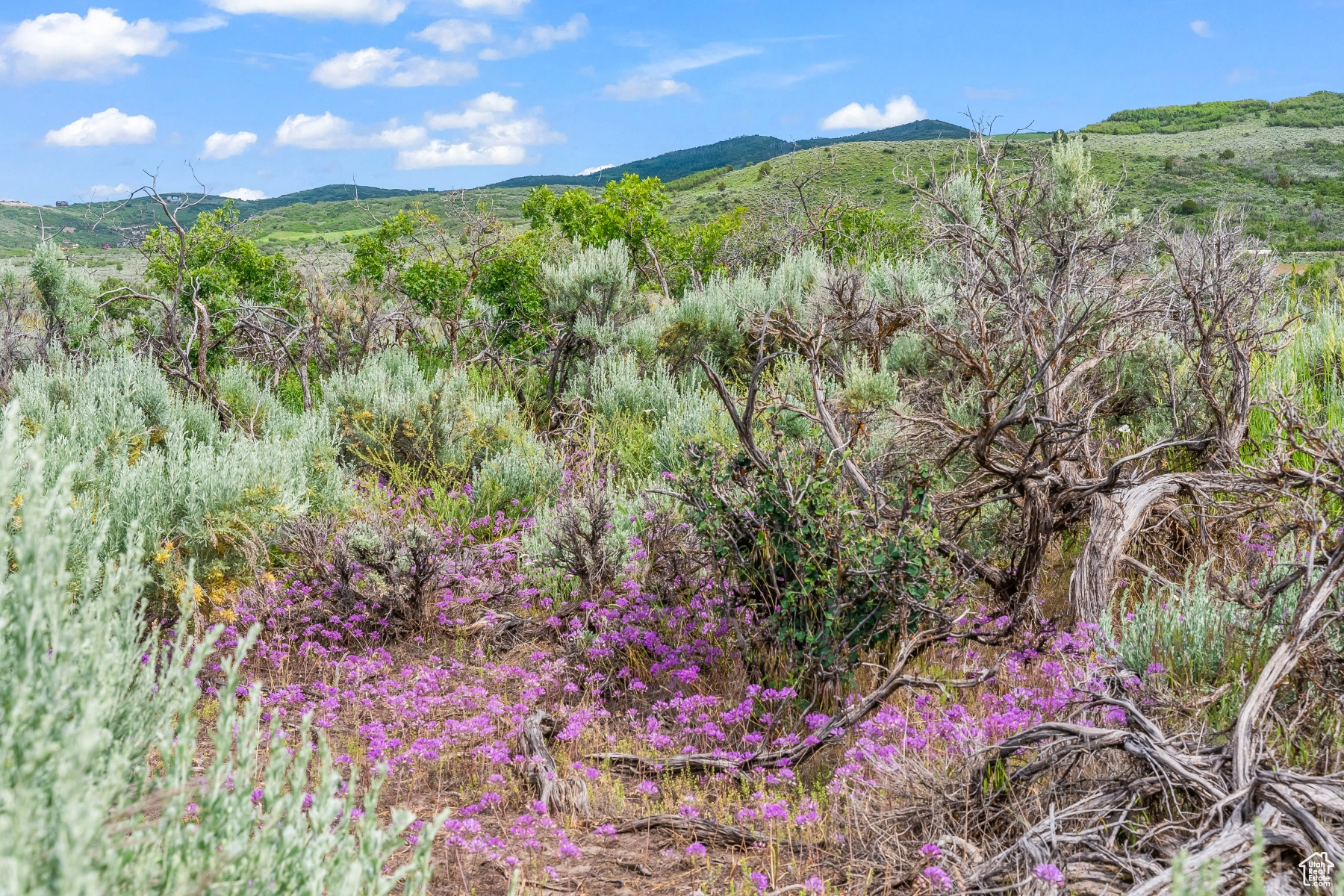 BLUE SAGE RANCH - Land