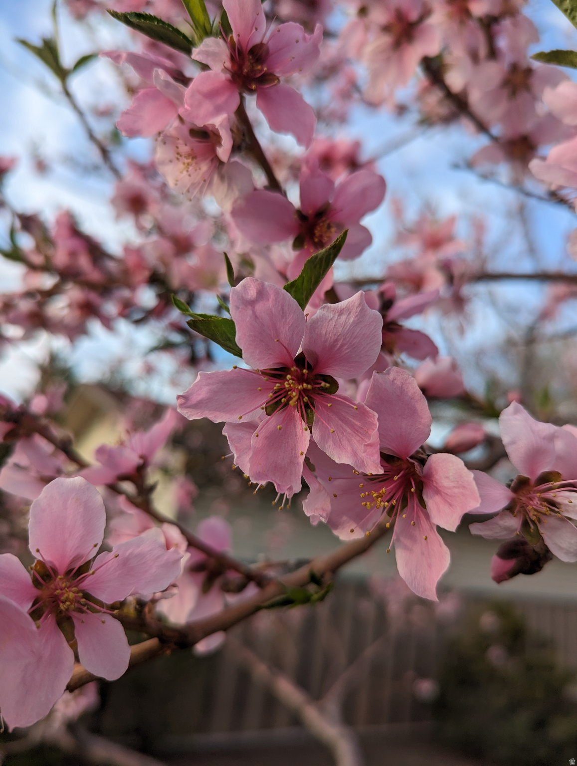 TERRY DALE - Residential