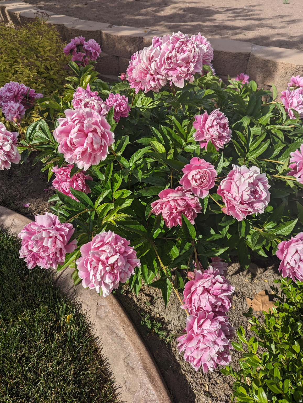 TERRY DALE - Residential