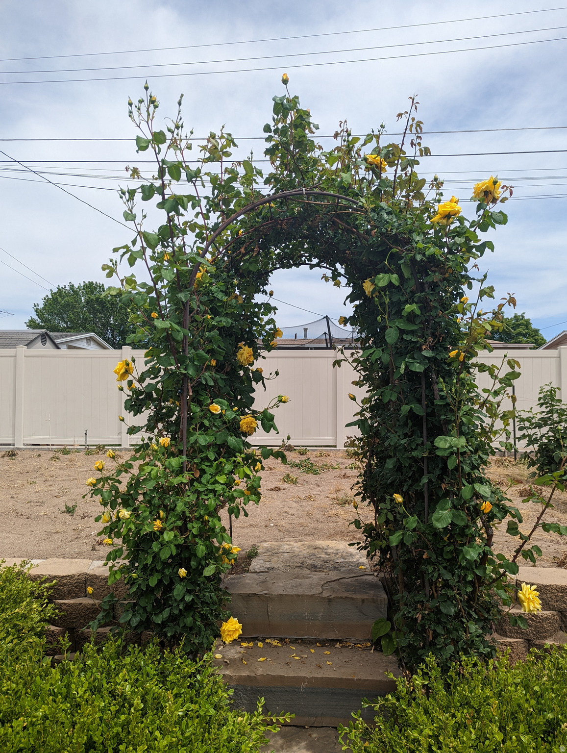 TERRY DALE - Residential