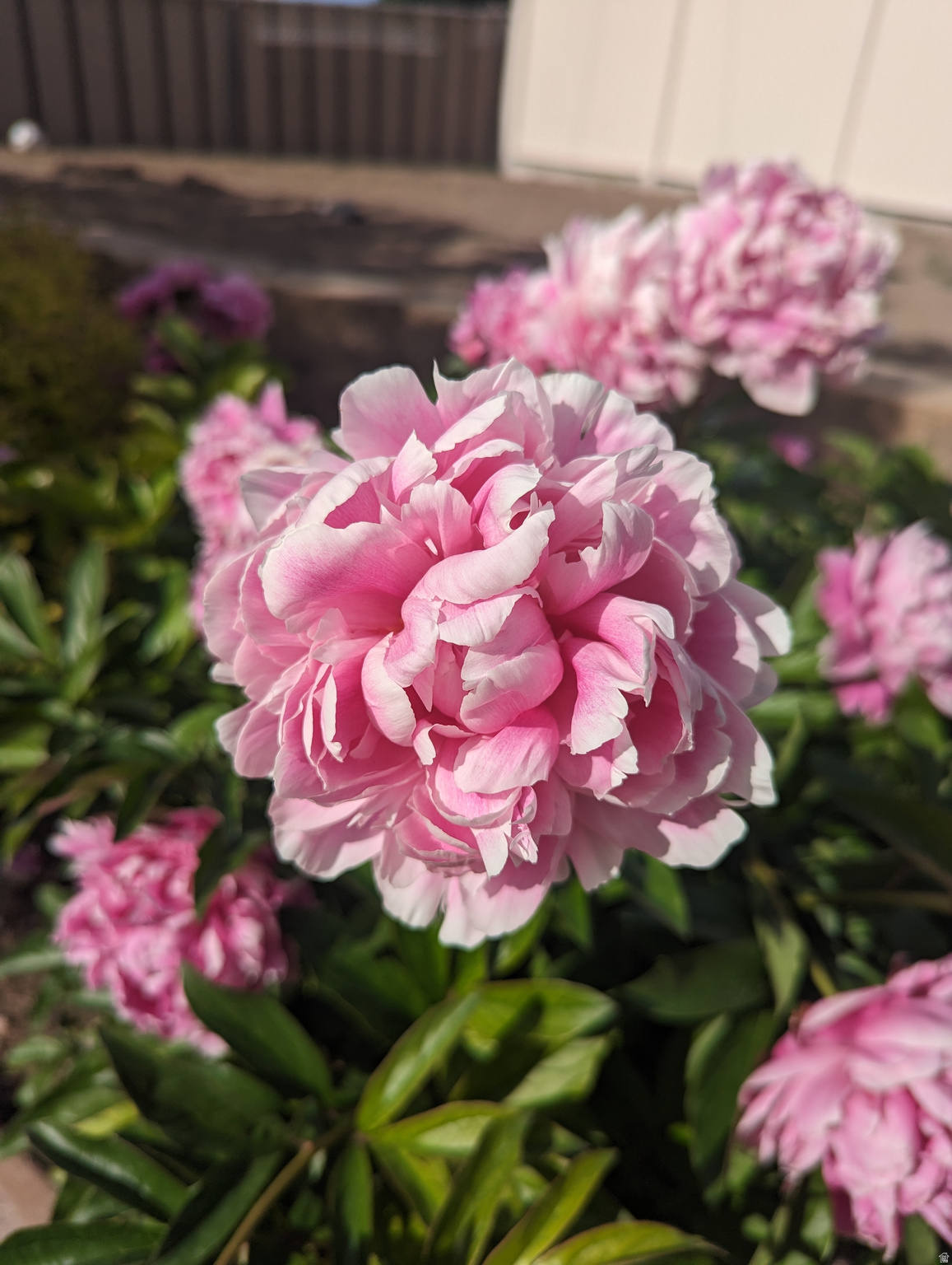 TERRY DALE - Residential