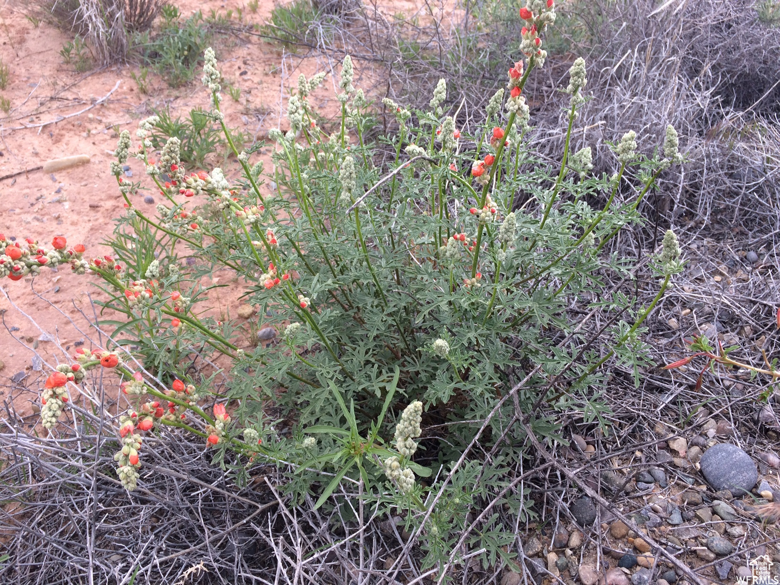 Bluff, Utah 84512, United States, ,Land,Pending,118314