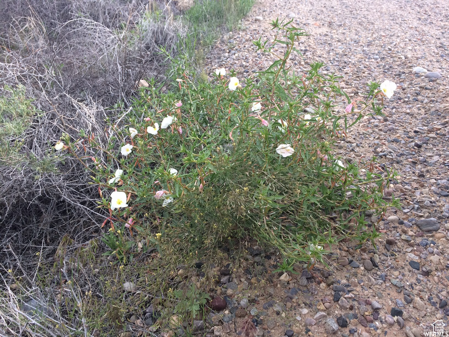 Bluff, Utah 84512, United States, ,Land,Pending,118314