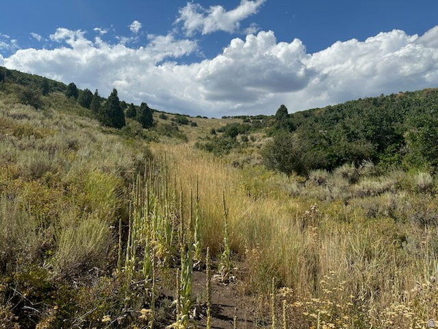 WOODLAND - Land