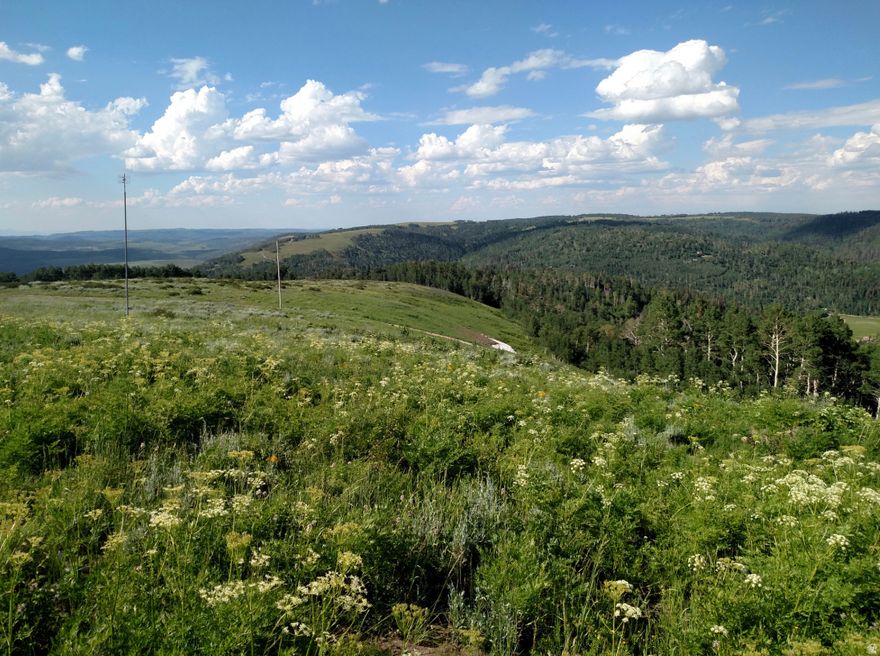 Opportunities like this in Gooseberry are rare and now is your chance to own a piece of this sought-after mountain community. This exceptional buildable lot features a large, flat area ideal for creating your dream cabin or getaway. With a septic system already in place, you can begin building right away or simply bring your tents and trailers to start enjoying the property immediately.  Surrounded by mature trees and natural beauty, the property also includes a spring for water and offers the peace and serenity Gooseberry is known for. Whether you're looking to build now or enjoy it as a recreational retreat, this lot offers both flexibility and potential in a truly special setting.  Agent is an owner.