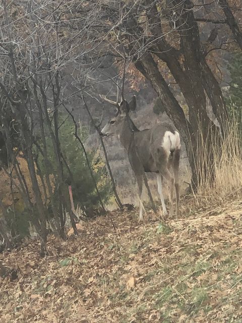 Tiny photo for 169 S MEADOW DR, Springville, UT 84663 (MLS # 2137896)