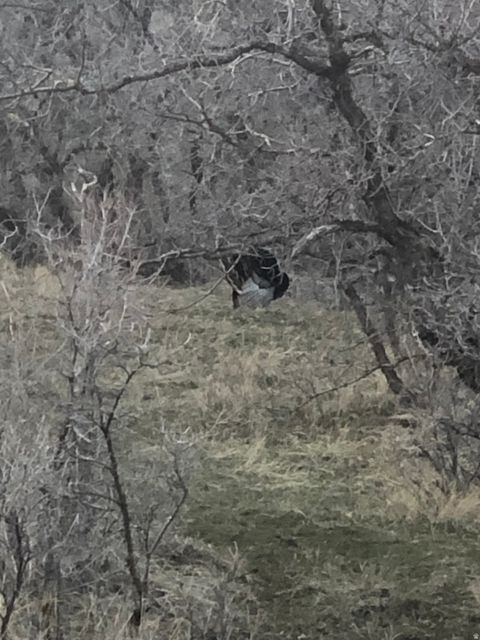 Tiny photo for 169 S MEADOW DR, Springville, UT 84663 (MLS # 2137896)