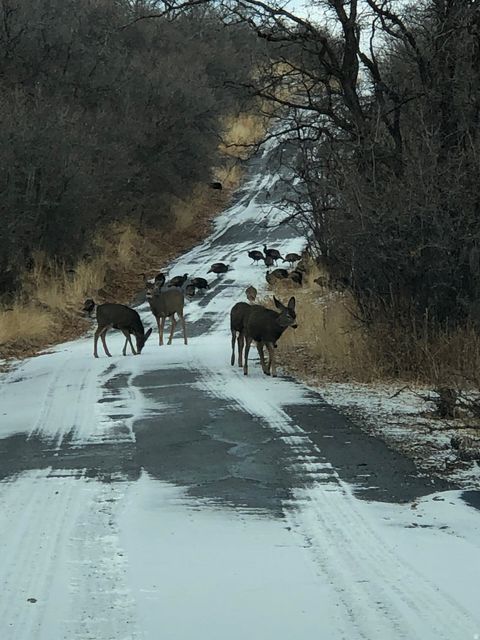 Tiny photo for 169 S MEADOW DR, Springville, UT 84663 (MLS # 2137896)