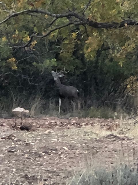 Tiny photo for 169 S MEADOW DR, Springville, UT 84663 (MLS # 2137896)