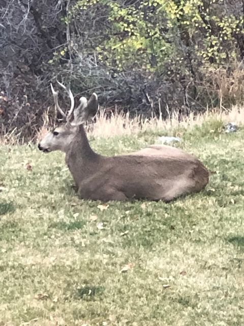 Tiny photo for 169 S MEADOW DR, Springville, UT 84663 (MLS # 2137896)