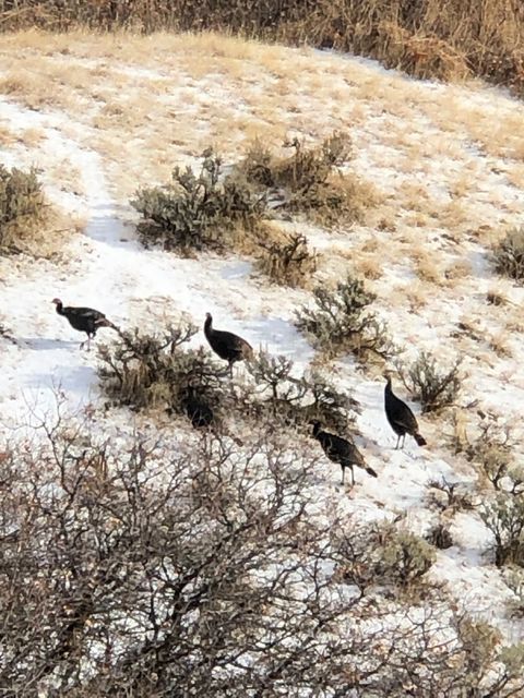 Tiny photo for 169 S MEADOW DR, Springville, UT 84663 (MLS # 2137896)