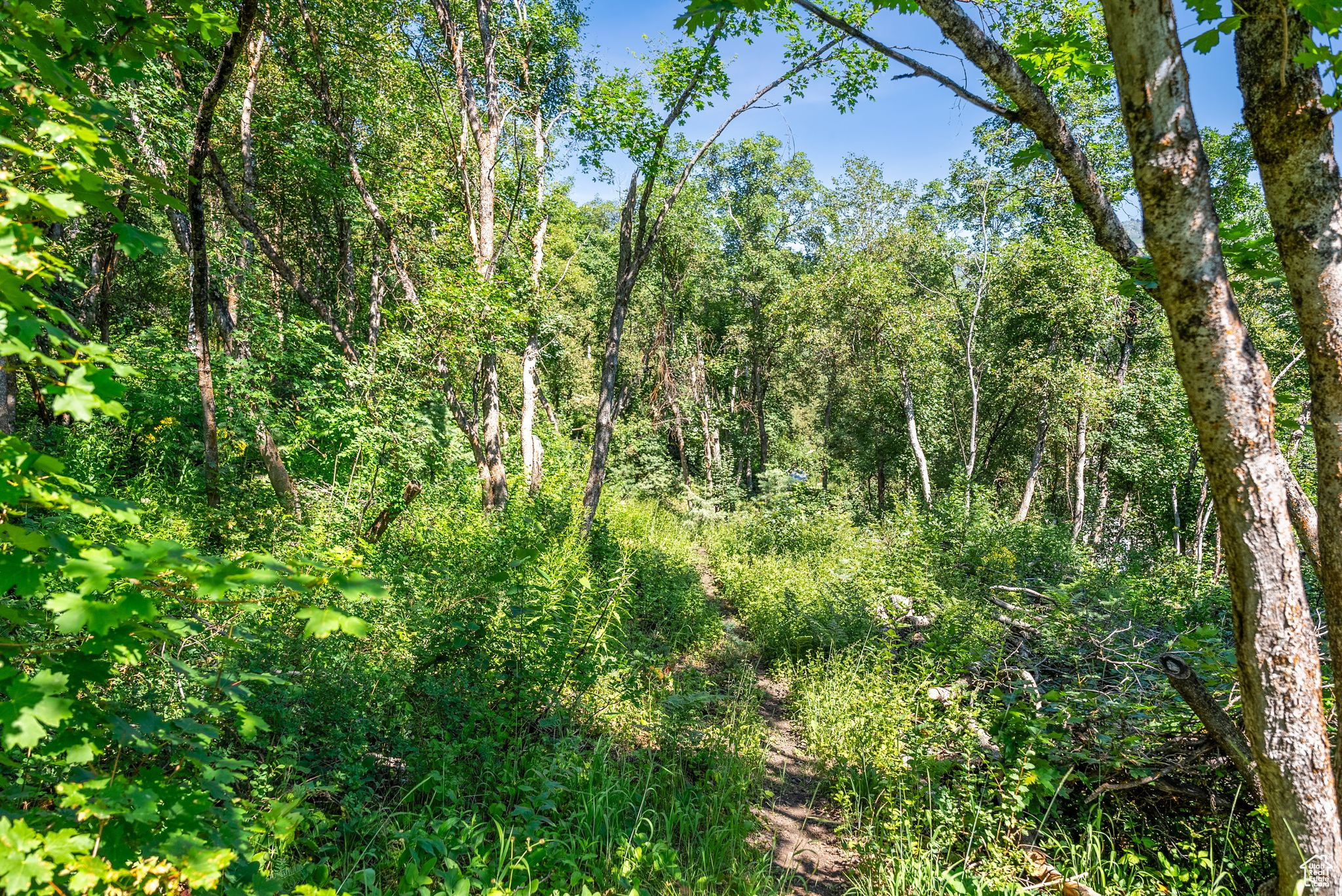 Midway, Utah 84049, United States, ,Land,Active,51381