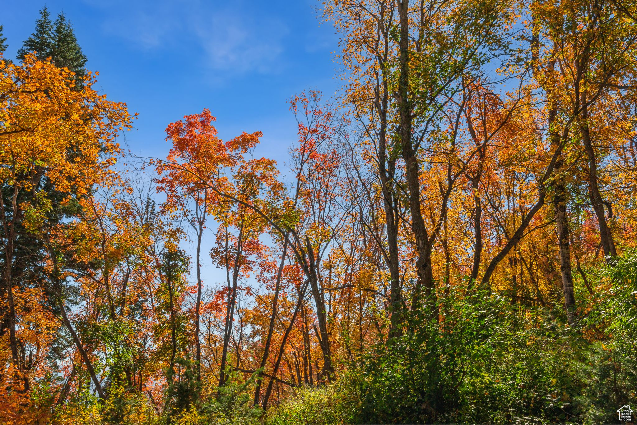 Midway, Utah 84049, United States, ,Land,Active,51381