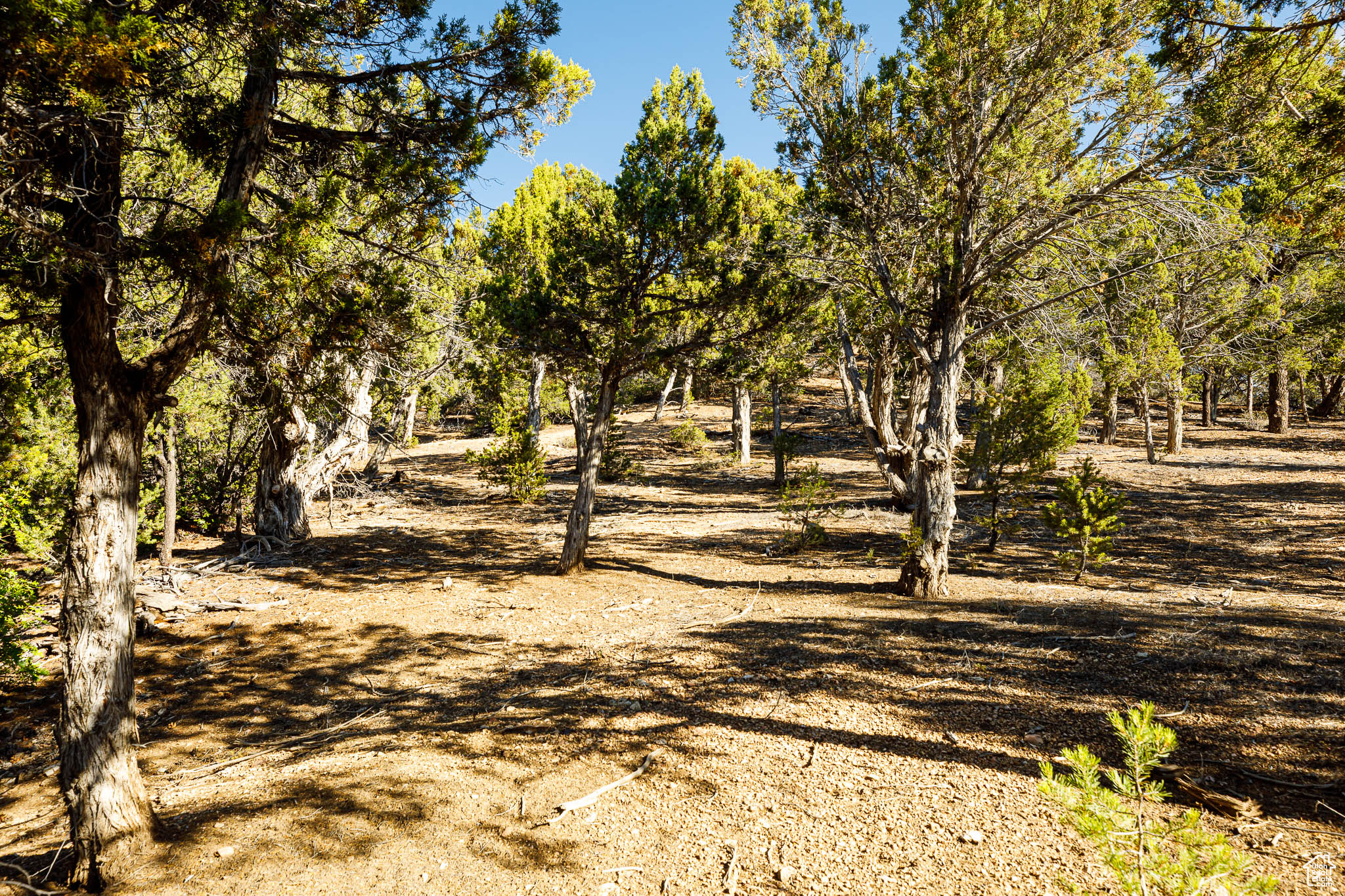 DEER SPRINGS RANCH - Land