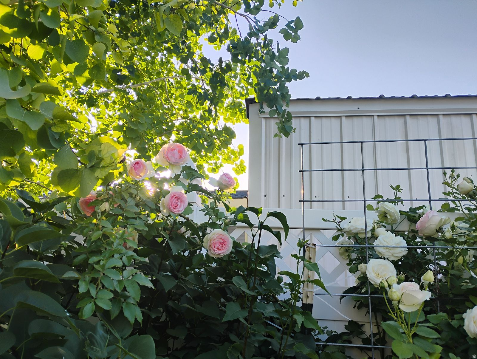 CANYON VIEW HEIGHTS - Residential