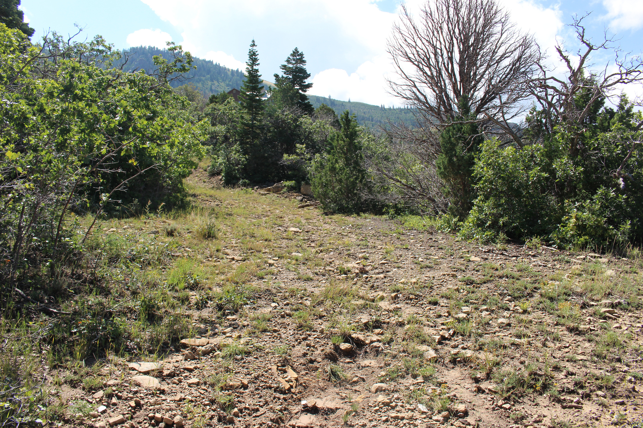 CEDAR HIGHLANDS SUBDIVISION - Land