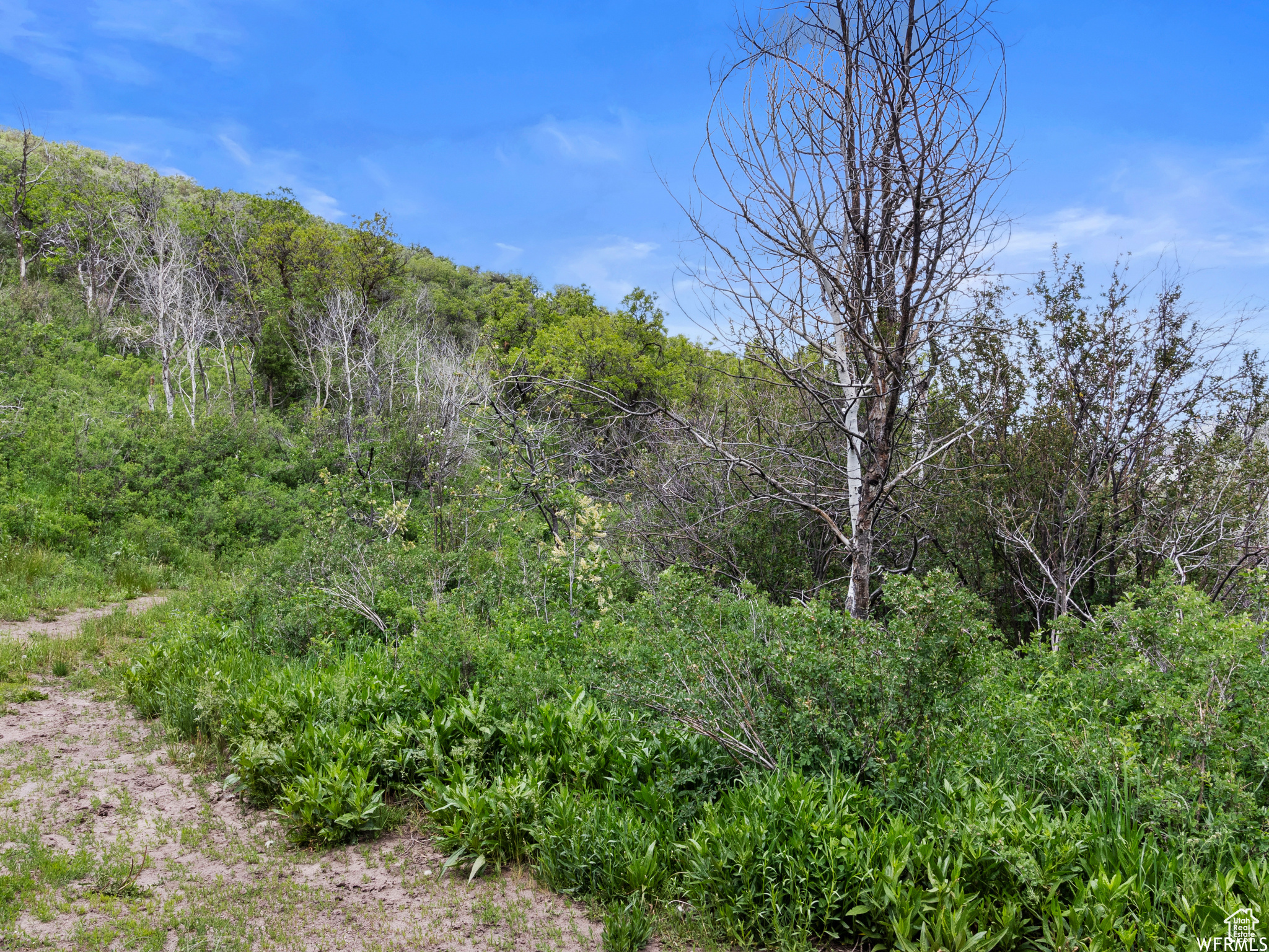 WOODLAND - Land