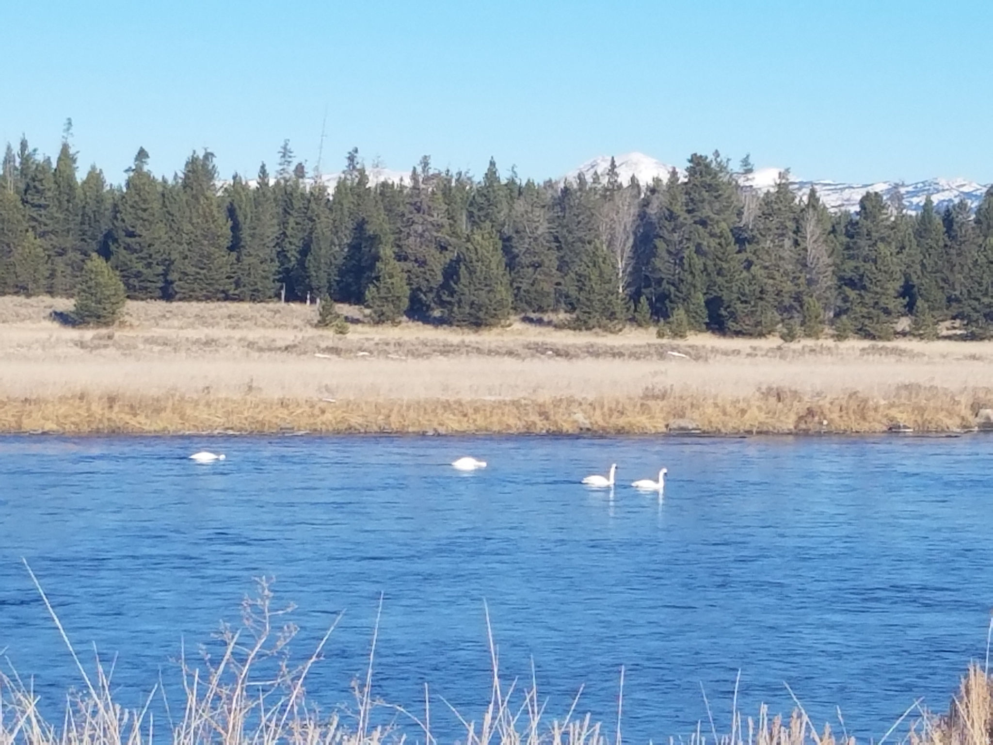 SHOTGUN VILLAGE EST - Residential