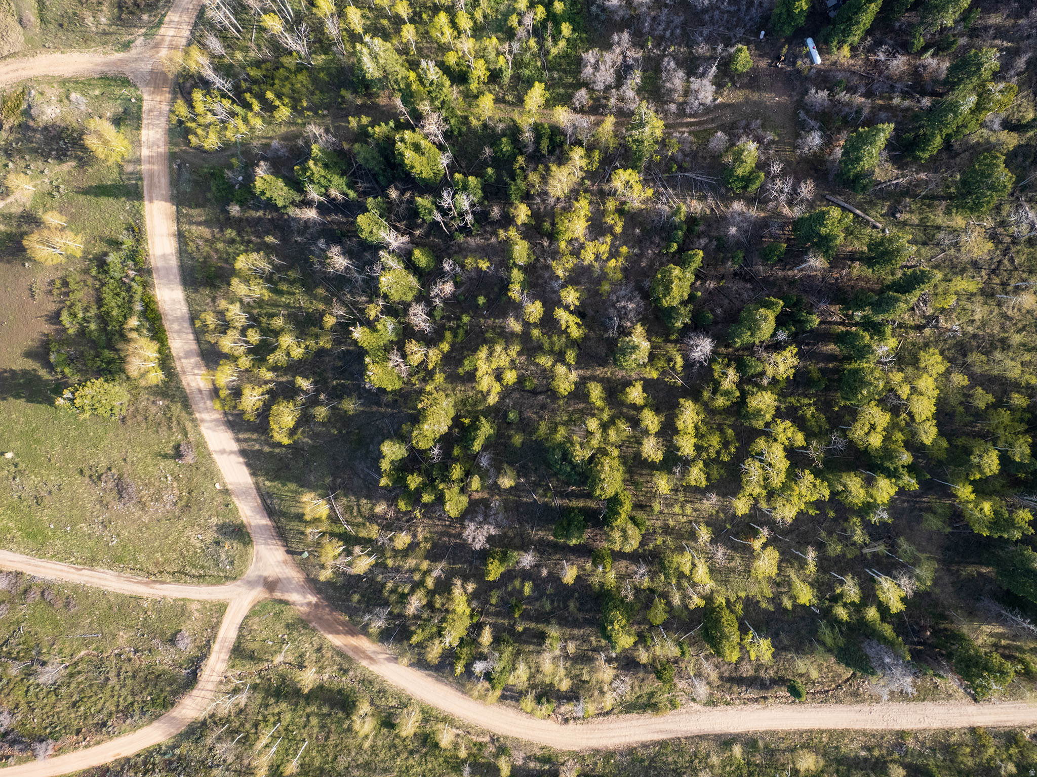 FOREST MEADOW - Land
