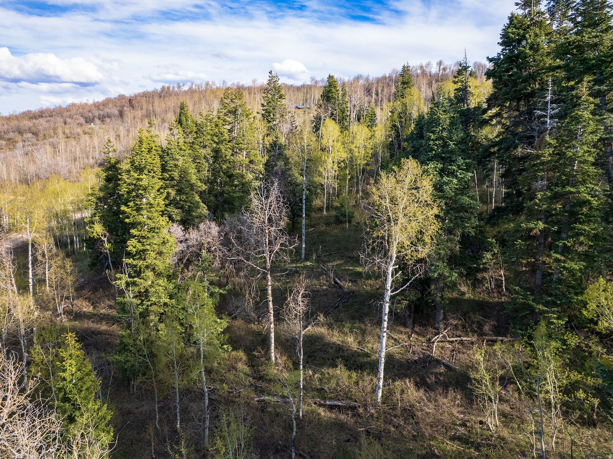 FOREST MEADOW - Land