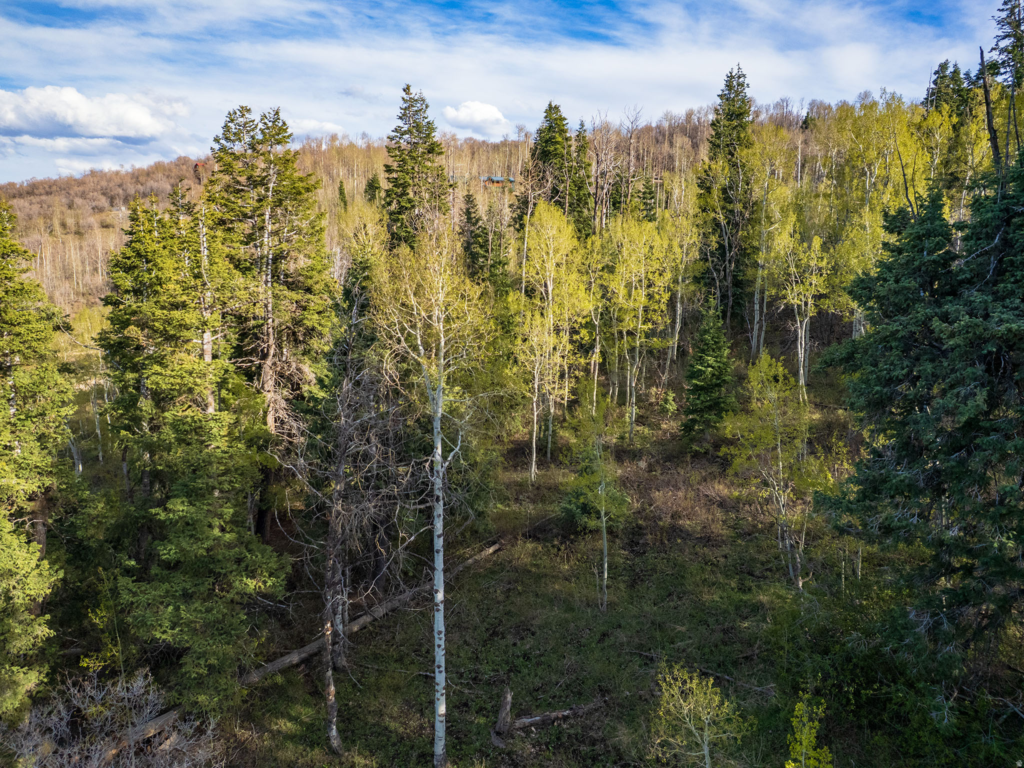 FOREST MEADOW - Land