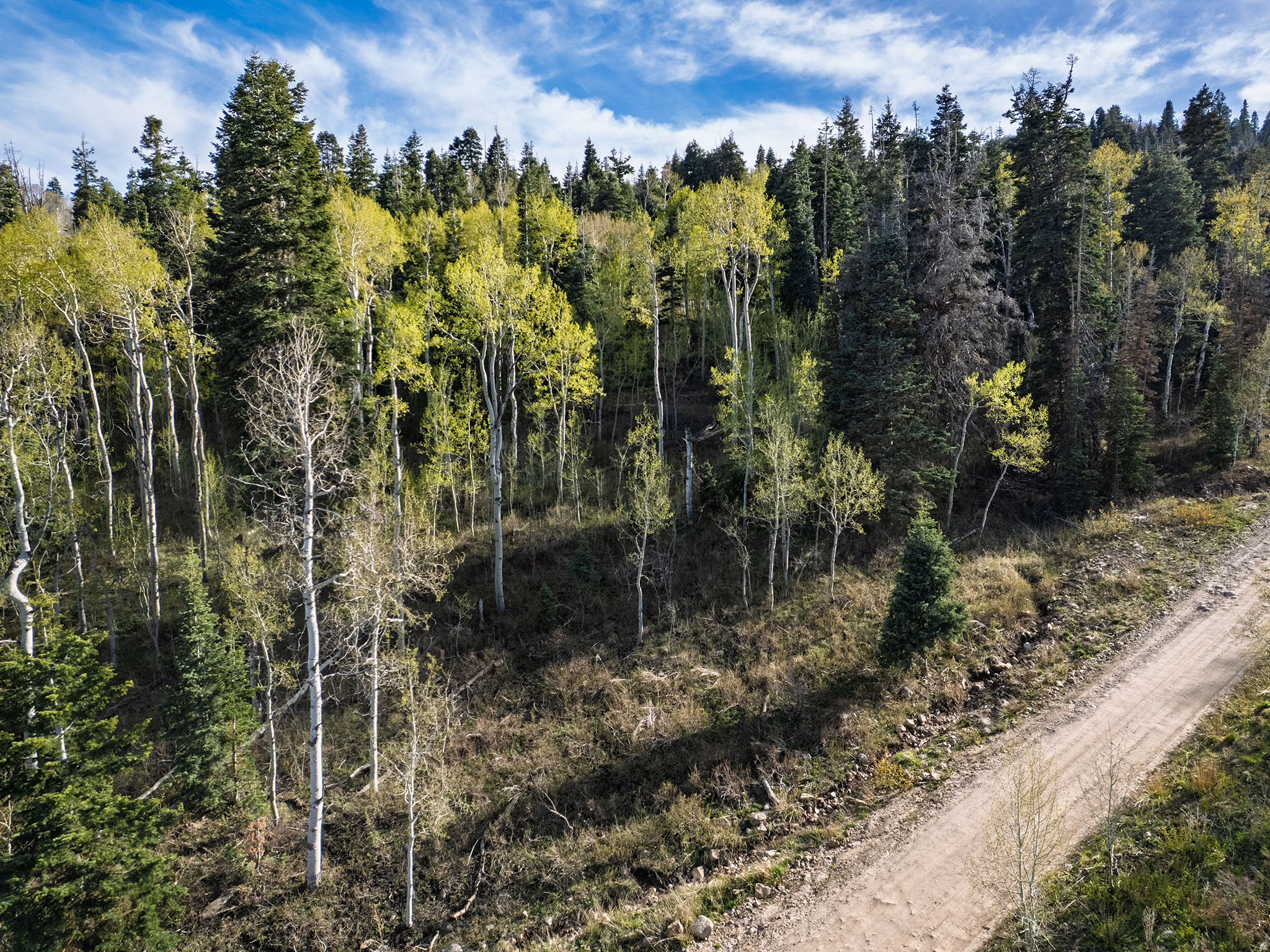FOREST MEADOW - Land