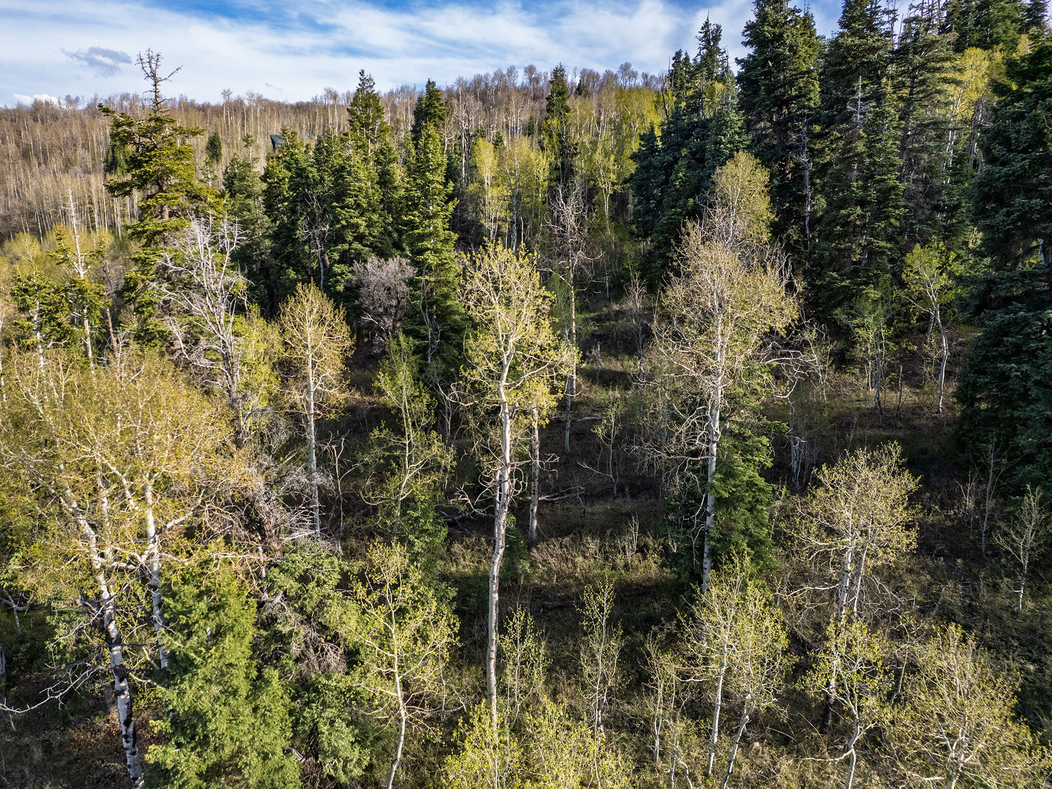 FOREST MEADOW - Land